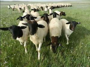 绵羊如何预防寄生虫？预防绵羊寄生虫的方法
