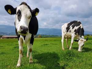 如何提高奶牛的乳脂率？全棉籽能提高奶牛产奶量吗？