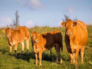 新生犊牛冬季应该做哪些管理？