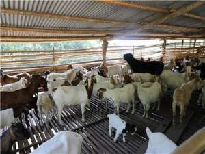 积极实施并努力推广牛羊家庭农场技术示范