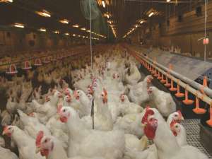 警惕专家谈肉鸡养殖空，鸡肉价格会大幅上涨？小心变成韭菜！