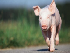 90亿元的养猪项目将增加近200万头猪的生产能力