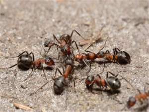 一种饲养蚂蚁的拟黑多刺蚁的繁殖方法