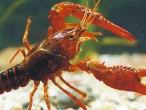 小龙虾腹部白斑是什么原因造成的？怎么预防？