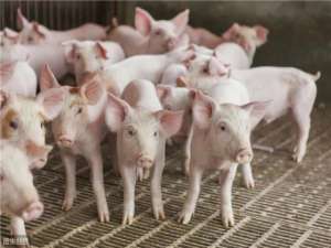 惊讶！2021年，中国生猪短缺量将达到8800万头？