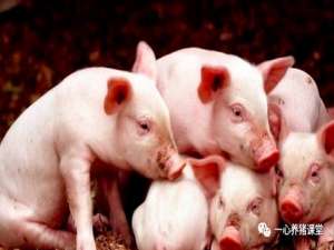 养猪可以快速诊断5种猪病，帮你获得更多利润