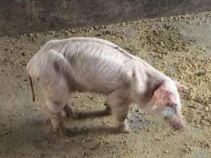 猪突然瘦下来是什么情况？有哪些治疗方法？
