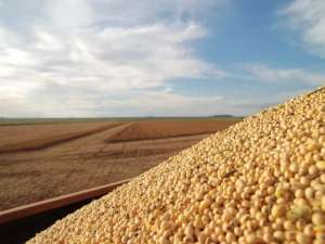 大豆出口已被11个国家暂停，大豆收购价格一直在上涨。中国的大豆够吗？