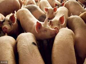 猪肉板块上涨近7%，猪肉价格何时能回到正常水平？