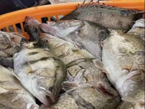 鳜鱼27元/斤！加州鲈鱼20.5元/斤！鱼价全线暴涨，抢鱼时代来了！