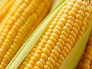任性玉米的原因是什么？