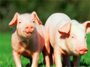 最近养猪的都是“笑脸相迎”。一个是猪价上涨，一个是你懂的？
