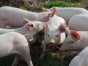 非洲猪瘟的全球蔓延导致了猪的数量减少，后期猪的价格会暴涨