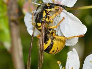 养殖黄蜂的利润和成本？黄蜂育种前景分析