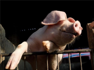 生猪价格继续下跌，该行业面临产能过剩的担忧
