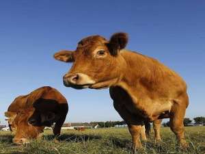 肉牛的品种有哪些？肉牛有什么特点？