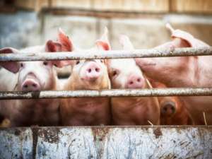 中国生猪产量持续提高！