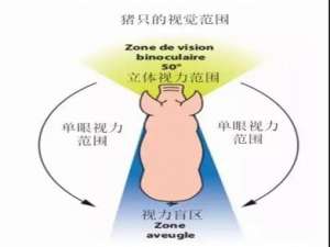 猪的视角和两种颜色的视敏度在猪转到其他组时要考虑