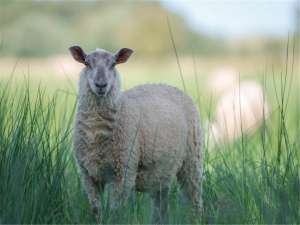 如何养羊，养羊技术