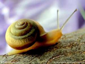 蜗牛好养吗？蜗牛人工养殖需要注意什么？