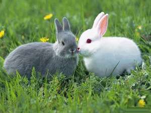 兔子能活几年？2020年种田会赚钱吗？