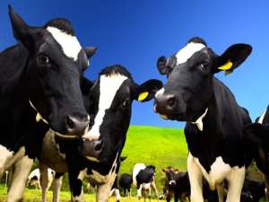 夏天很热！如何防暑降温养殖奶牛？