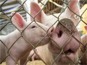 北京延庆:科学调整禁养猪区，促进养猪生产，保护市民“菜篮子”！
