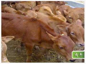 江西省奉新县农业和农村局积极开展双节前肉牛养殖场安全检查