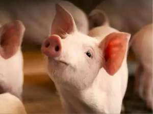 赚钱的效果说明生猪养殖企业忙着扩大生产