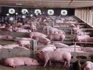 你知道猪一天要检查四次吗？