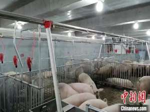 从四川“养猪”看生猪养殖规模:关注生物安全