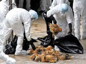 荷兰爆发的高致病性禽流感扑杀了超过3.5万只家禽
