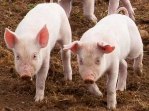 母猪繁殖中常见的误区有哪些？