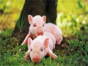 四川:力度不松，措施不减，推动生猪产业转型升级