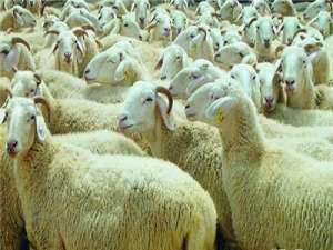 冬季如何饲养肉羊，冬季育肥肉羊需要注意什么？