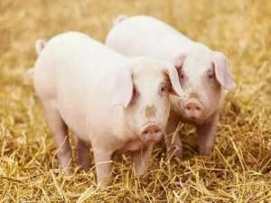 小肥猪涌入市场，加快了生猪价格的下跌。猪价怎么跟进？