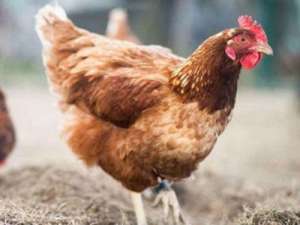 蛋鸡使用抗生素有哪些危害？注意什么？