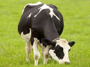 Xi安:市奶牛养殖中心对小公牛进行评级