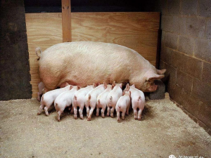 河南:产能恢复显著。猪能在全国“双第一”繁育母猪