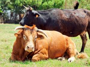 奶牛繁殖率低怎么办？提高奶牛繁殖力的饲养管理措施