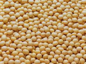中国农业部估计，2021/22年大豆种植面积将同比减少5.4%