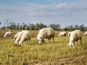 绵羊的营养价值和功能
