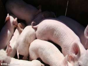 谁真的需要非瘟疫苗？对于一些养猪的农民来说，已经没有必要了！