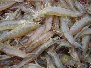 南美白对虾高产养殖技术