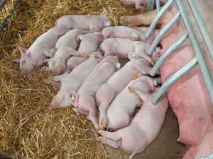 夏季母猪饲养管理及提高母猪受精率的关键措施