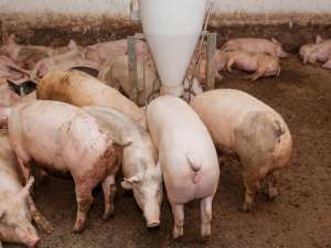 国家统计局:2020年底生猪40650万头，比上年末增长31%