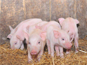 母猪产程过长的原因、危害及缩短产程的方法