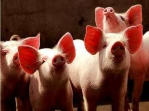 预计11月生猪价格有望反弹至16元以上