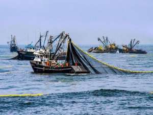 秘鲁南部的鳀鱼生产季节从3月10日开始，配额为409，000吨