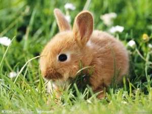 一只兔子多少钱？养殖兔子和普通兔子有什么区别？
